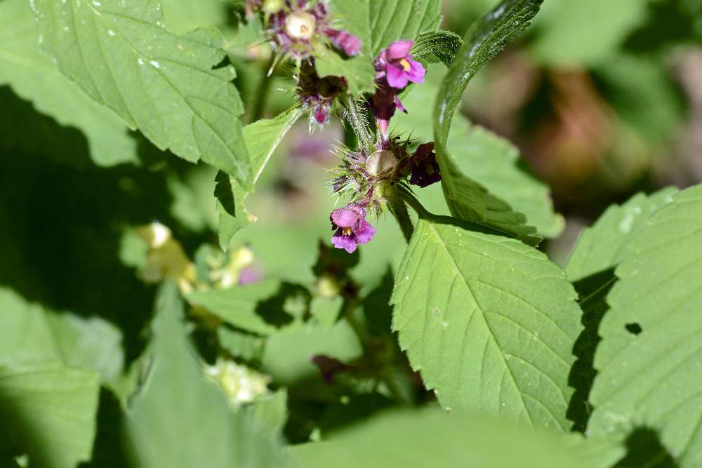 Galeopsis quarto da ID.